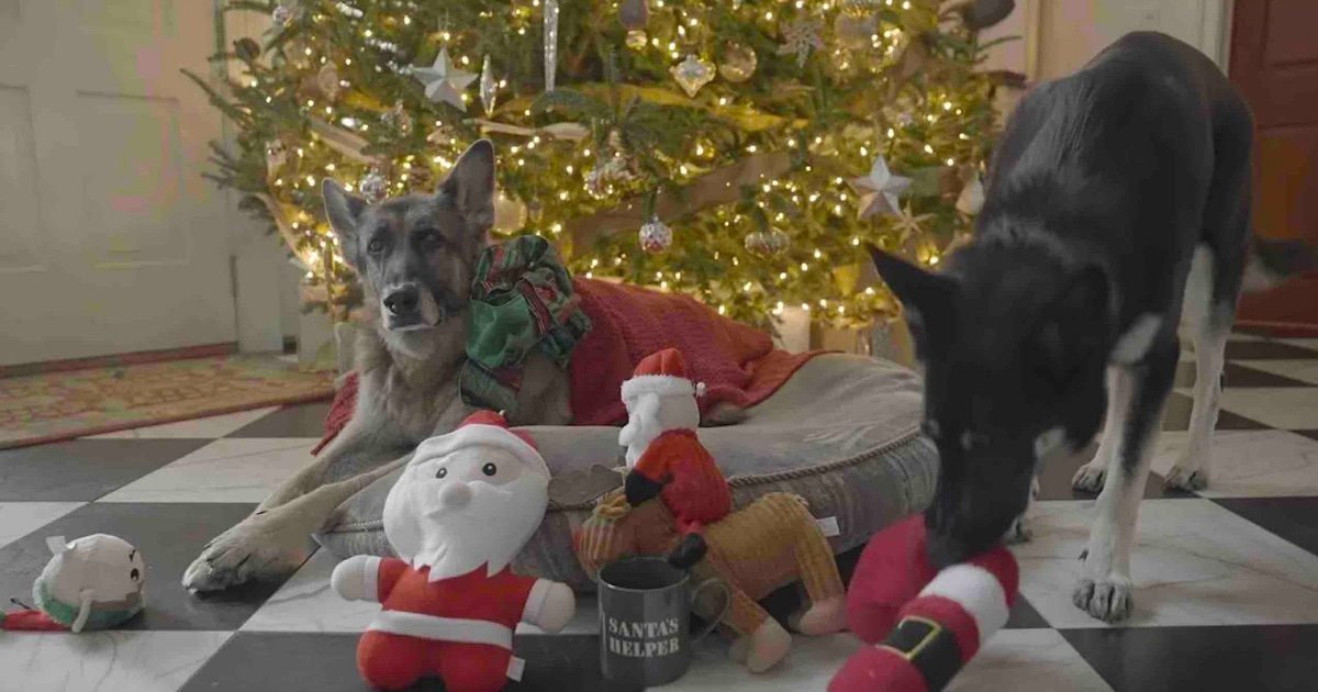 Joe Biden’s two German shepherds star in funny Christmas video(02)
